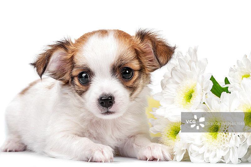 甜蜜的吉娃娃小狗与菊花花近距离孤立在白色图片素材
