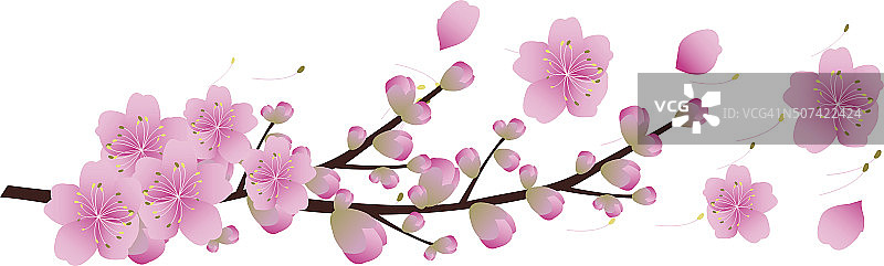 樱花花朵背景。樱花孤立图片素材