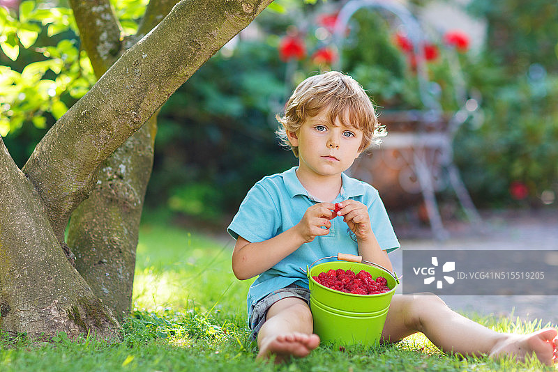 可爱的学龄前儿童在自家的花园里吃覆盆子图片素材