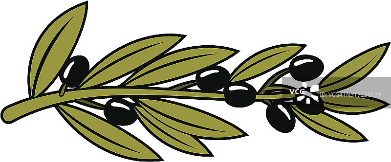 多叶的树枝上有成熟的黑橄榄图片素材