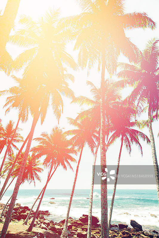 椰子树和蓝绿色的印度洋图片素材