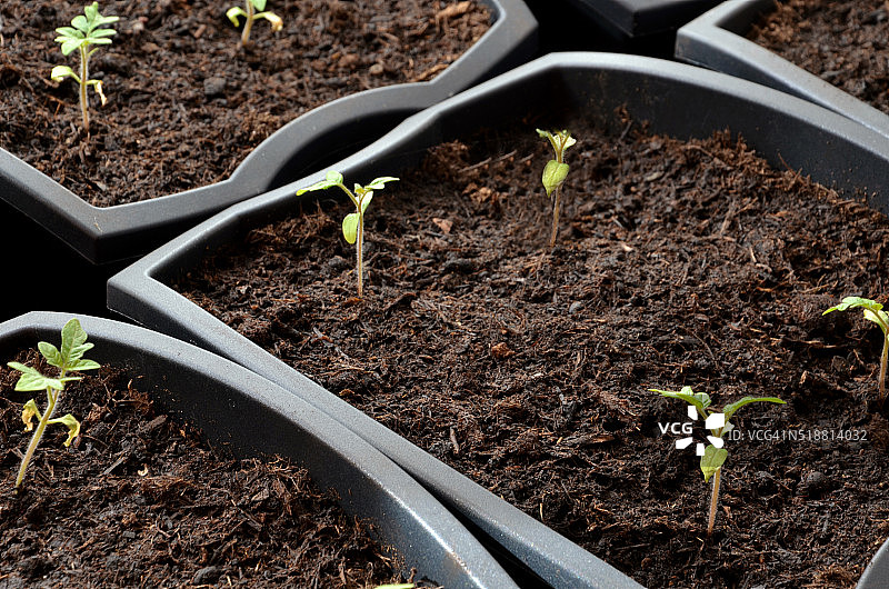 近距离观看微小的西红柿幼苗种植在花盆里图片素材