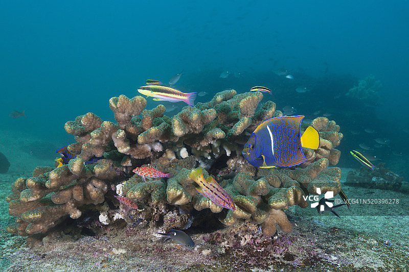 珊瑚礁鱼图片素材