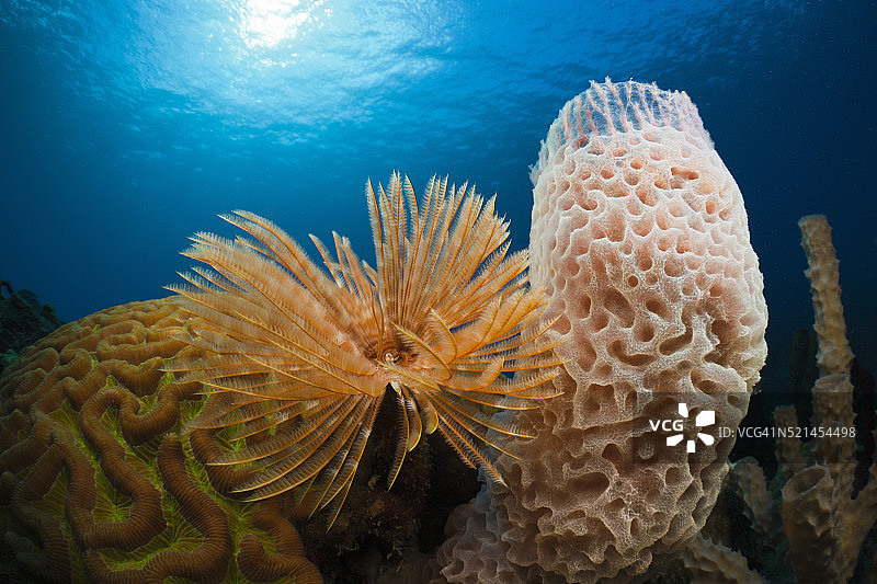 珊瑚礁上的扇虫、管状海绵和脑珊瑚图片素材