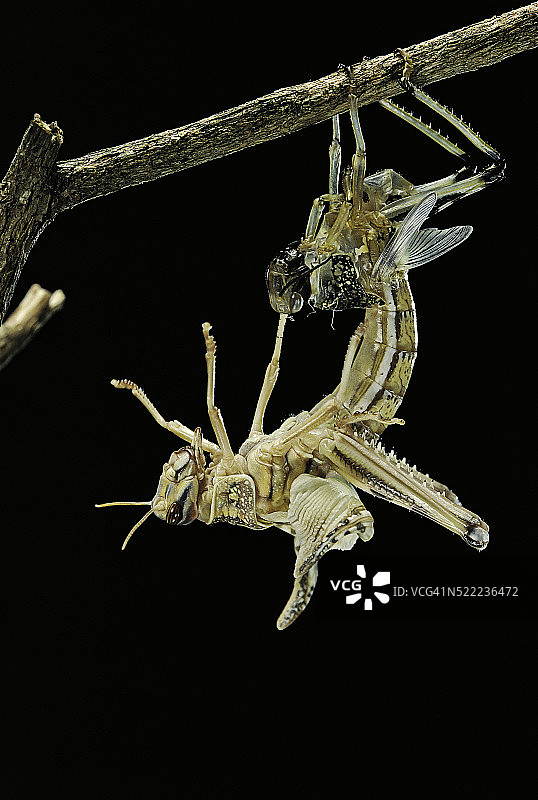 沙漠蝗(schocerca gregaria) -出现图片素材