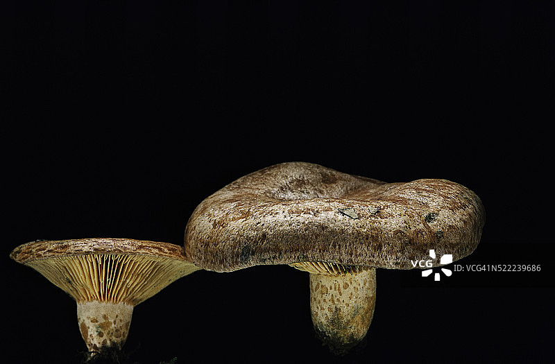 松乳菇(藏红花乳菇，红松菇)图片素材