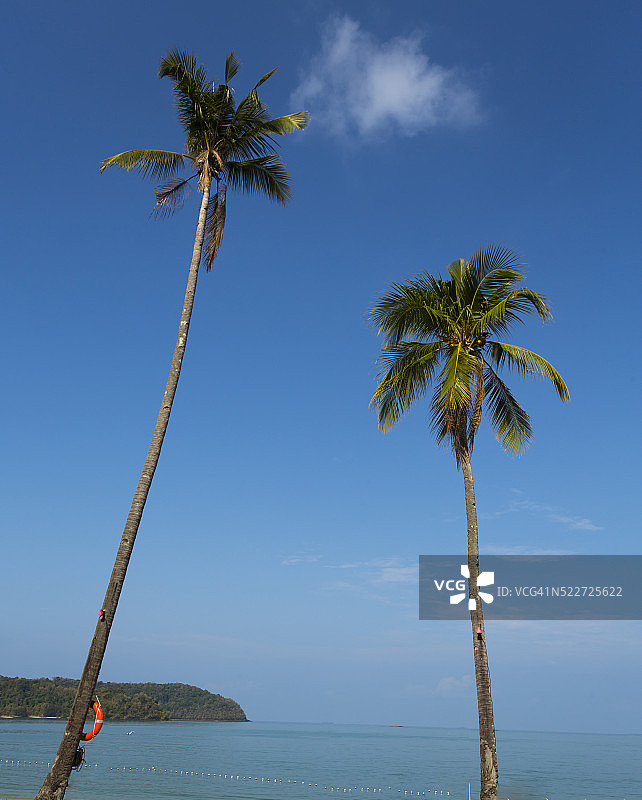 海边的热带树图片素材