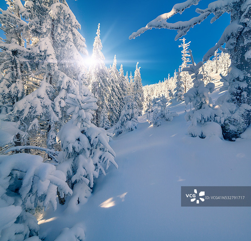 阳光明媚的冬季景观在山区森林图片素材