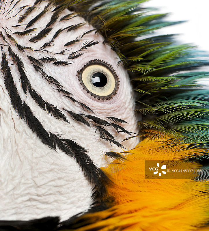 蓝色和黄色金刚鹦鹉的特写，阿拉·阿拉劳娜，眼睛图片素材