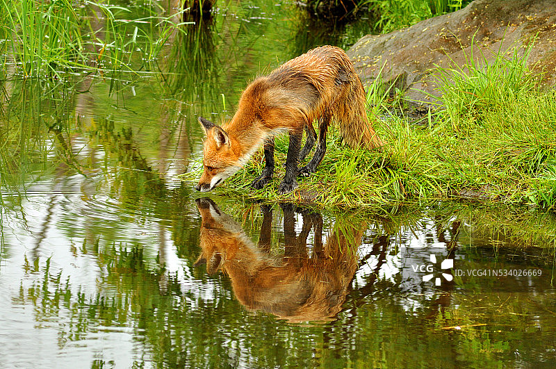 红狐狸在一个清澈的湖里喝水。图片素材