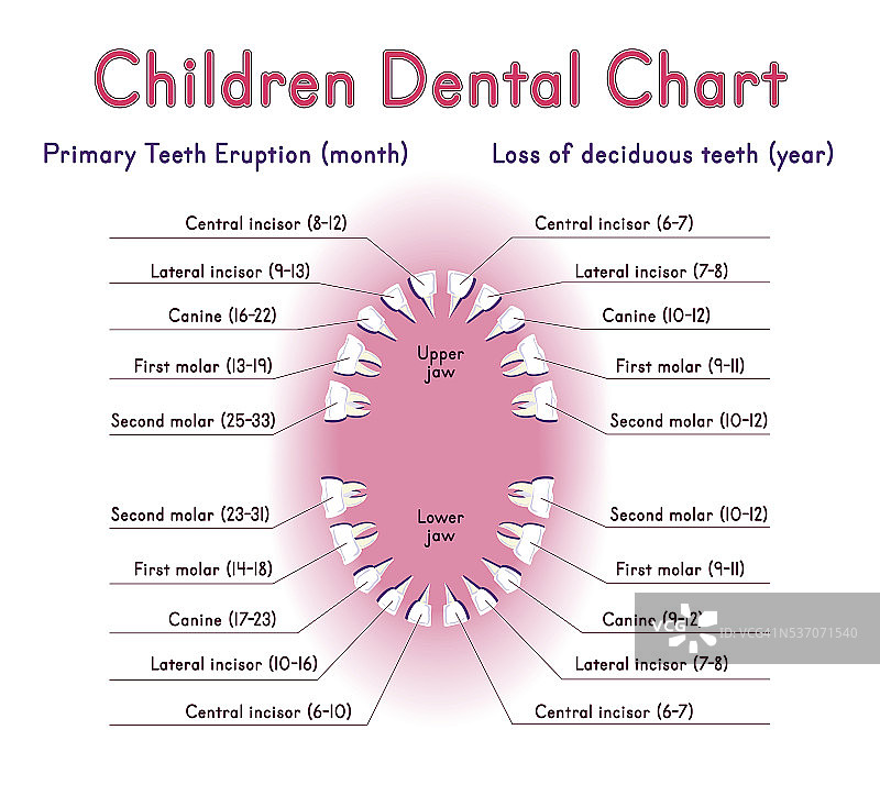 儿童牙齿解剖图片素材