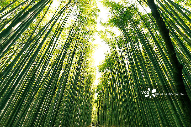 竹林之路，岚山，京都，日本图片素材