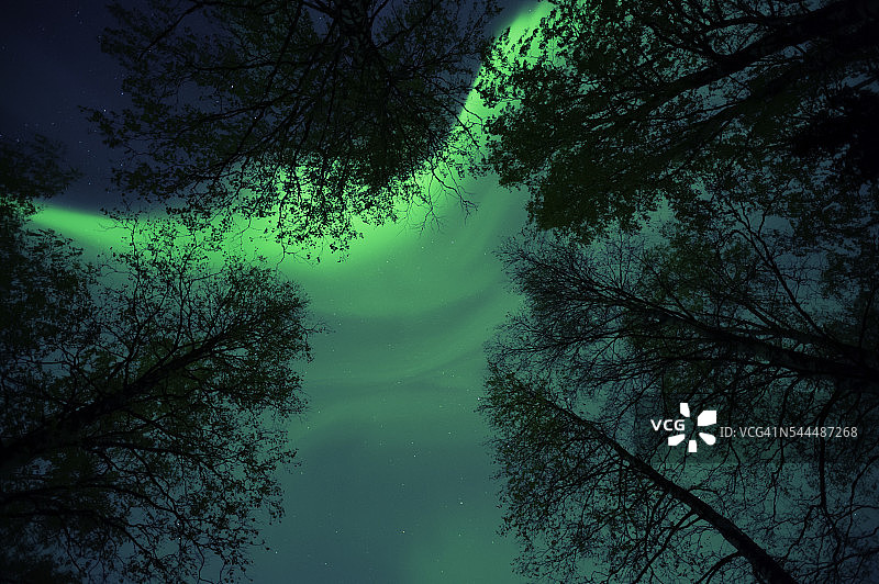 树梢上的北极光日冕图片素材