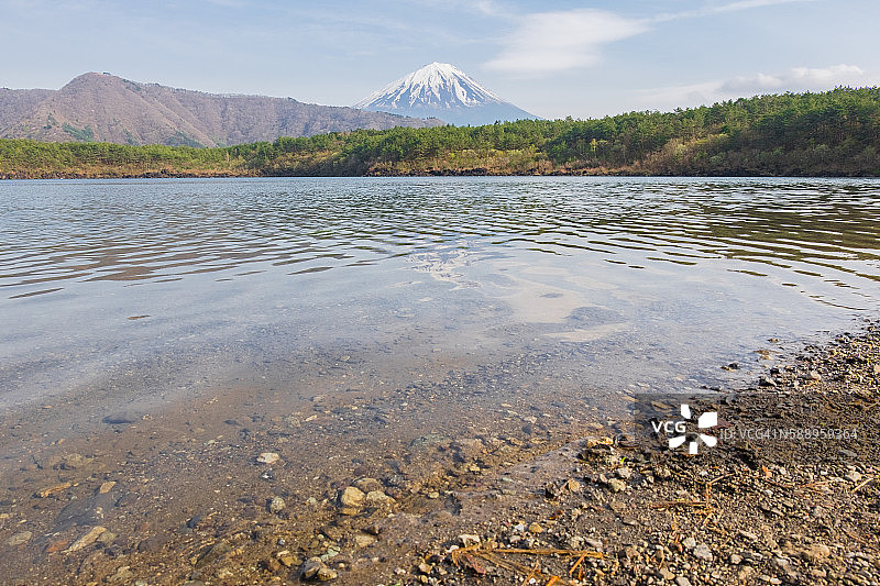 春天富士山从Saiko湖图片素材