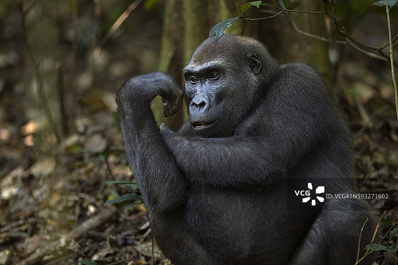 西部低地大猩猩亚成年雌性“Mosoko”8岁坐画像图片素材