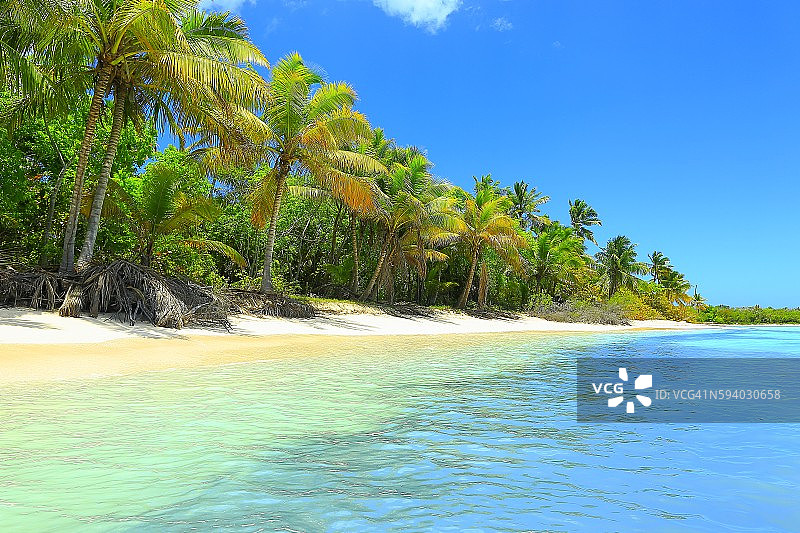 天堂:热带田园般的沙滩，棕榈树，多米尼加共和国图片素材