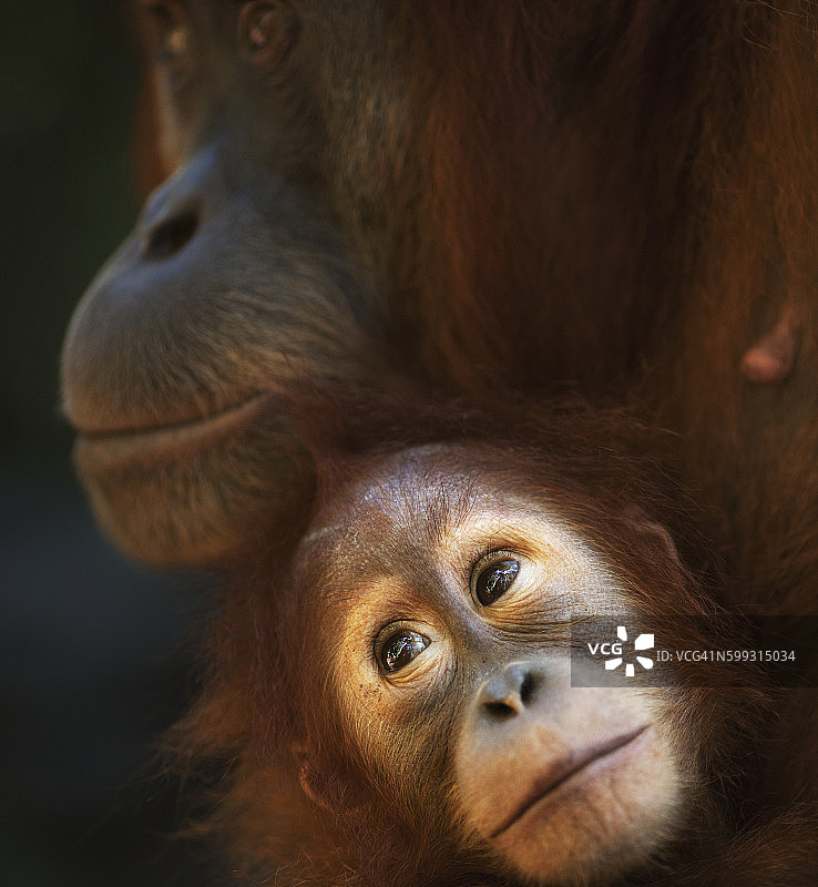 苏门答腊猩猩雌性“Jaki”16岁，她的女儿“Jodi”2-3岁图片素材