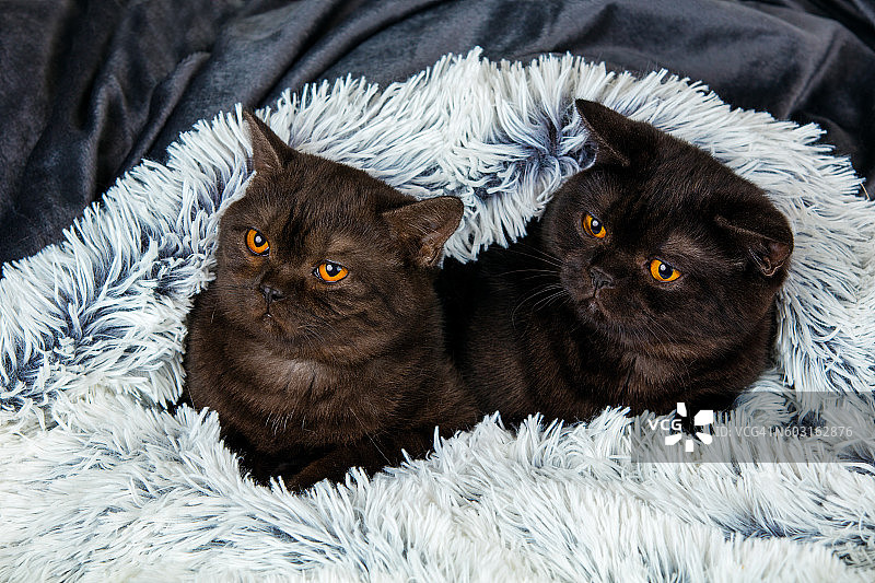 两只棕色的小猫一起躺在冷杉毯子上图片素材
