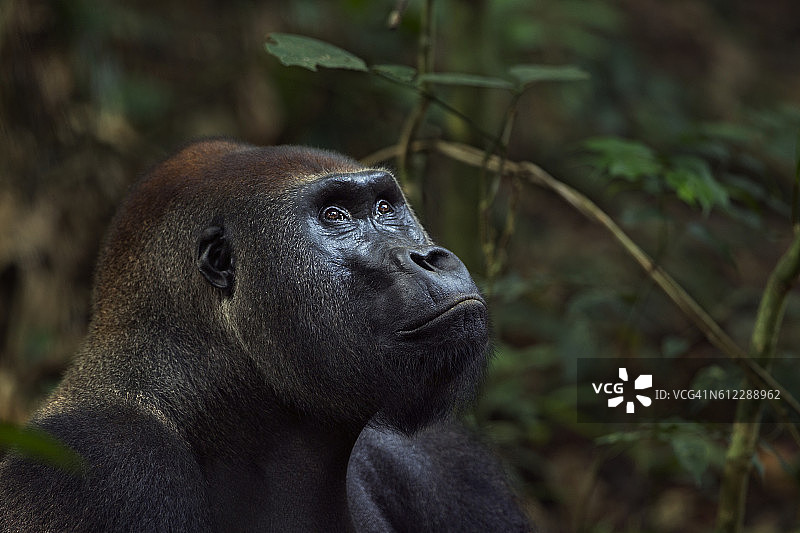 西部低地大猩猩占统治地位的雄性银背“马昆巴”32岁头部和肩部肖像图片素材