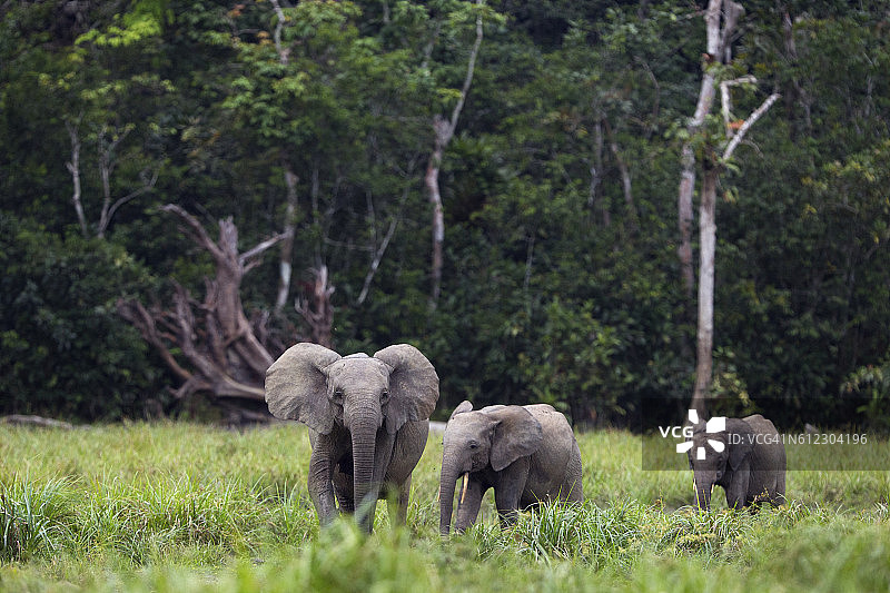 森林母象带着两只幼象走过一白图片素材
