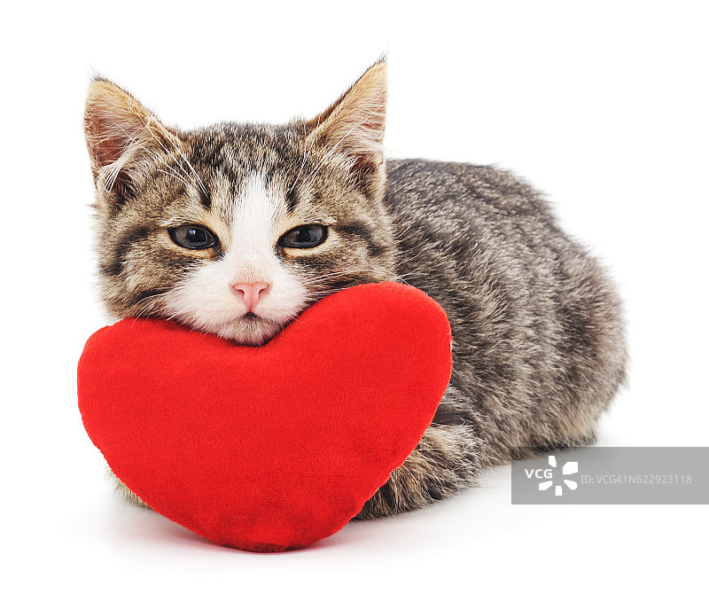 灰色的小猫和红色的心。图片素材