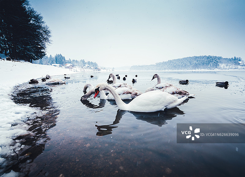 冷湖上的天鹅图片素材