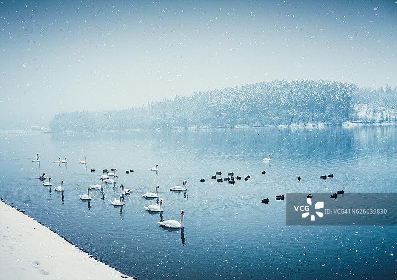 有天鹅和鸭子的冬湖图片素材