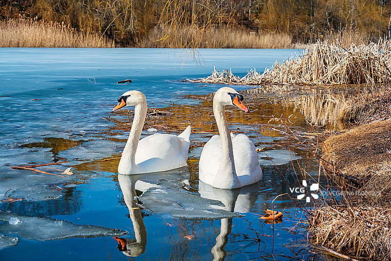 天鹅冬天在湖里游泳图片素材