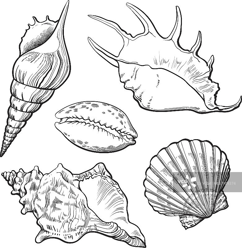 集各种美丽的软体动物贝壳，孤立的矢量插图图片素材