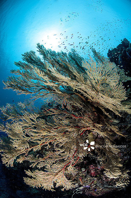 菲律宾、东南亚、西太平洋的海底世界。图片素材