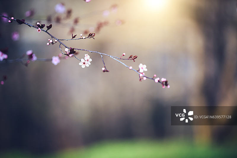 春天的樱花枝图片素材