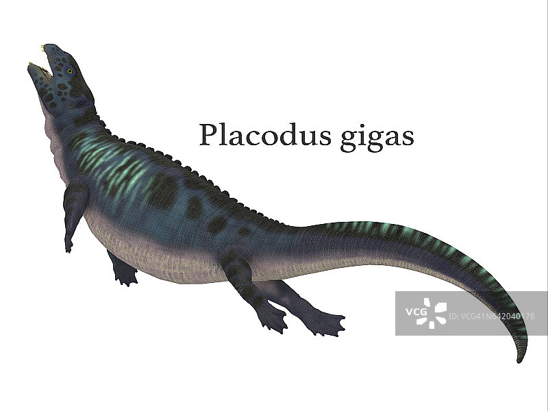Placodus恐龙与Font图片素材