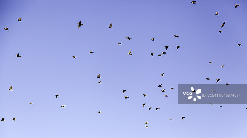 飞翔的鸟在天空中迁徙，动物和大自然图片素材