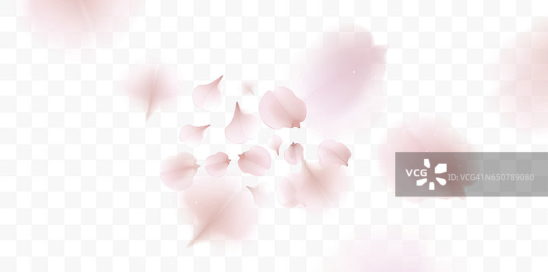 粉红色的樱花花瓣飘落的背景图片素材
