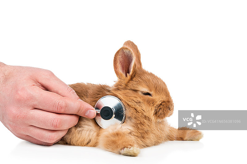 有人把听诊器放在兔子身上图片素材