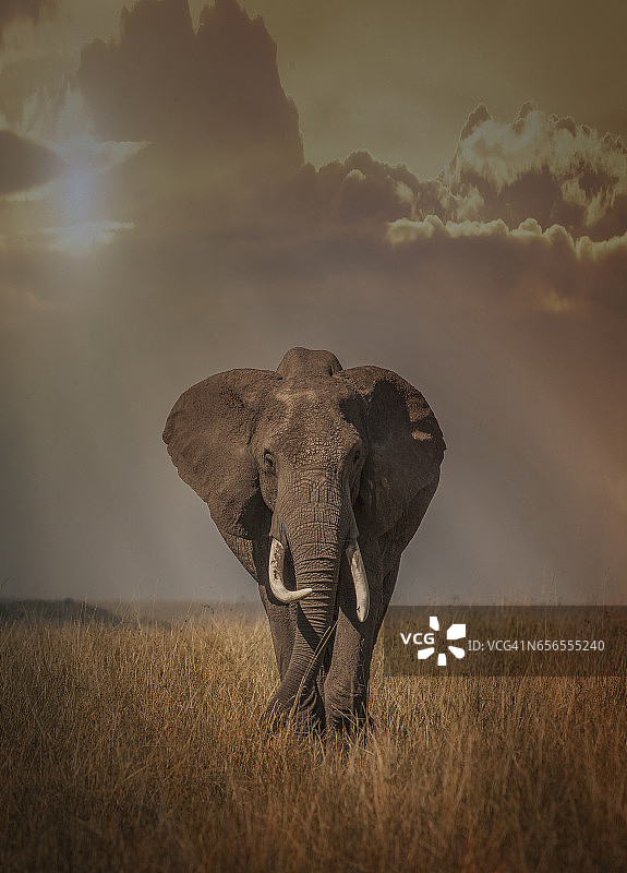 大草原上的一只巨大的非洲雄性丛林象(非洲丛林象)图片素材