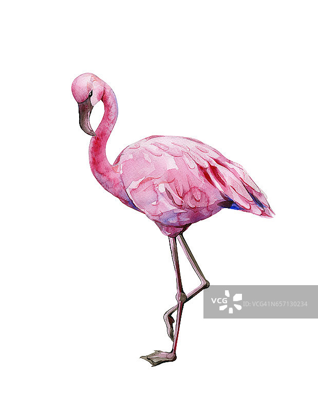 水彩画的热带粉红色火烈鸟。图片素材