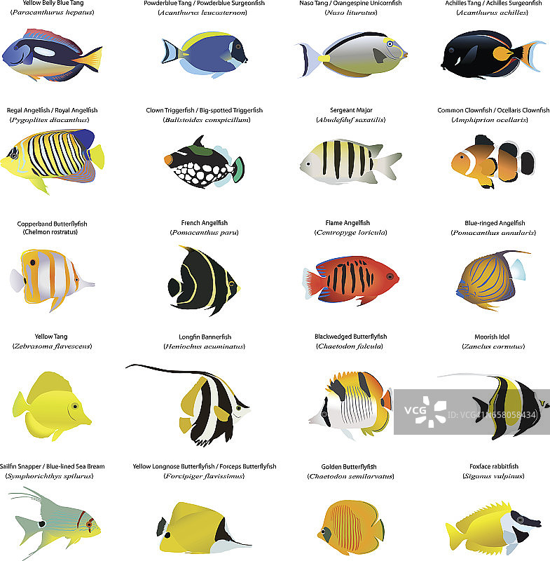 海洋鱼类图片素材
