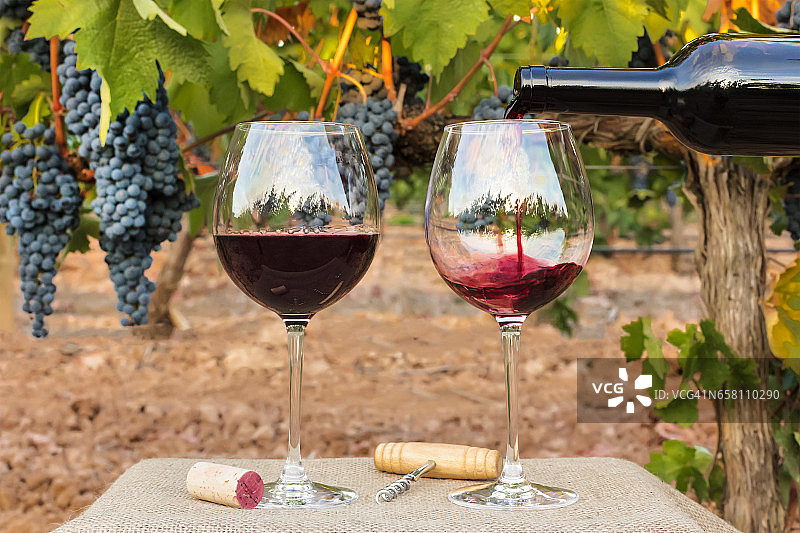 葡萄丰收时，红酒倒进葡萄园的玻璃杯里图片素材