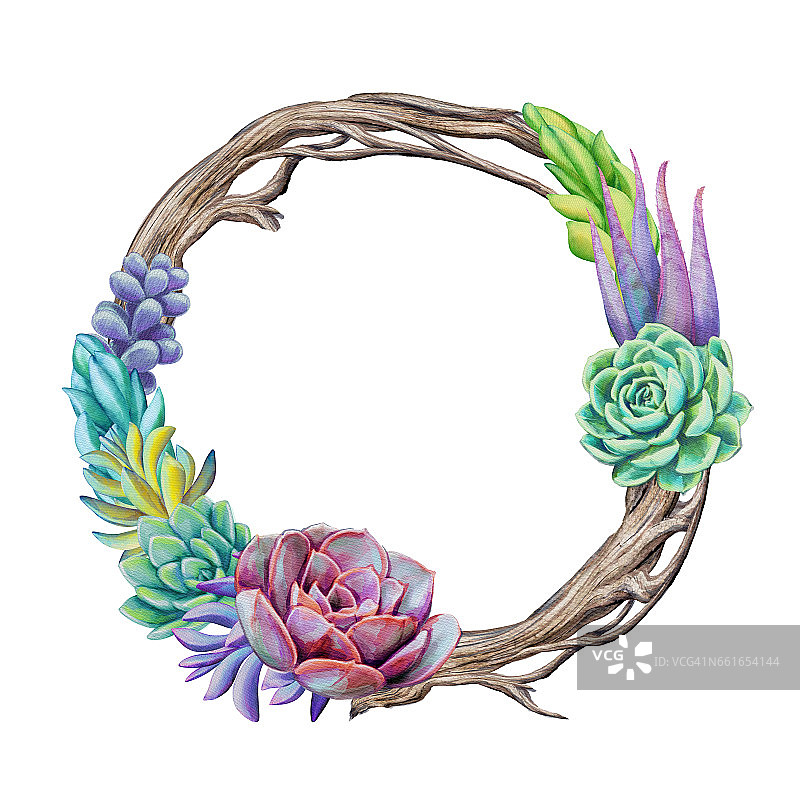 水彩肉质植物花环，花圆形框架插图，孤立在白色的背景图片素材