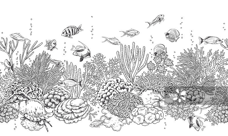珊瑚礁和鱼类图案图片素材