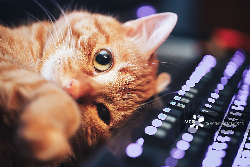 电脑键盘上的红姜猫特写图片素材