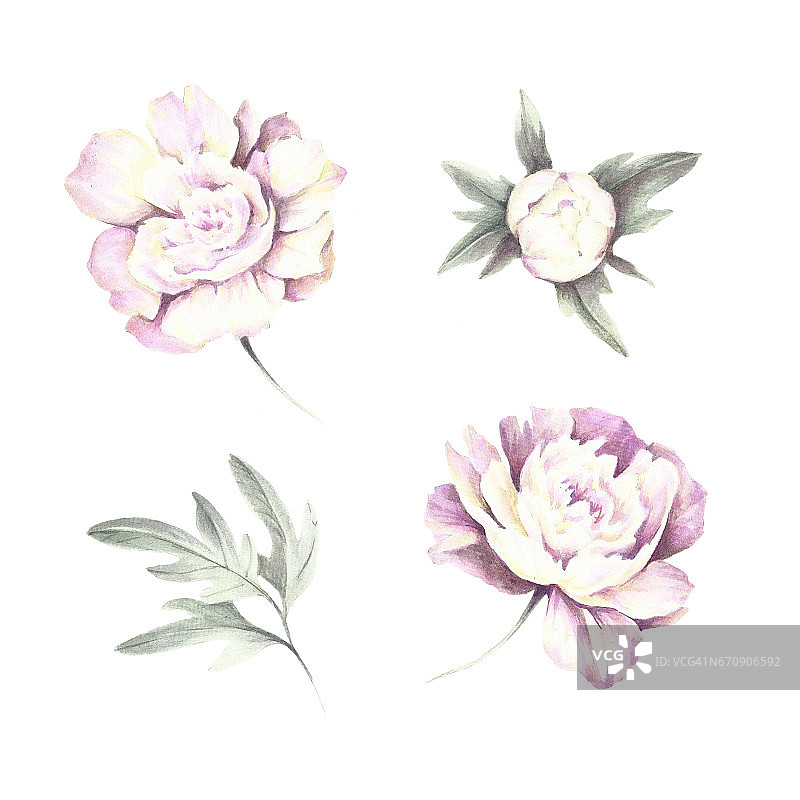 花和花蕾牡丹。手绘水彩插图图片素材
