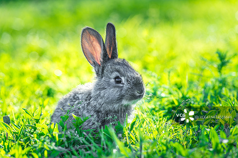 美丽的小兔子在绿色的草地上图片素材