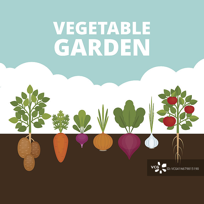 菜园横幅。有机健康食品。有根菜的海报。平面风格，矢量插图。图片素材