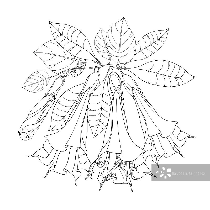 分枝具布鲁格mansia或天使喇叭，轮廓花，芽和叶孤立在白色上。图片素材