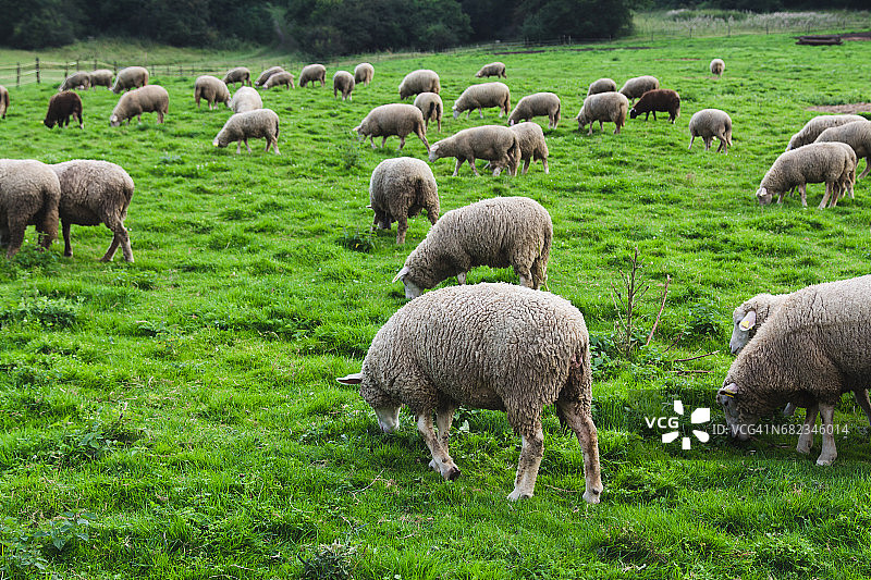 一群羊在高地塔特拉斯草地上放牧图片素材