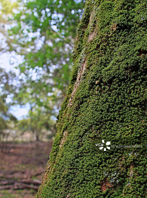 在美国佛罗里达州基西米的树干上生长的苔藓的特写图片素材