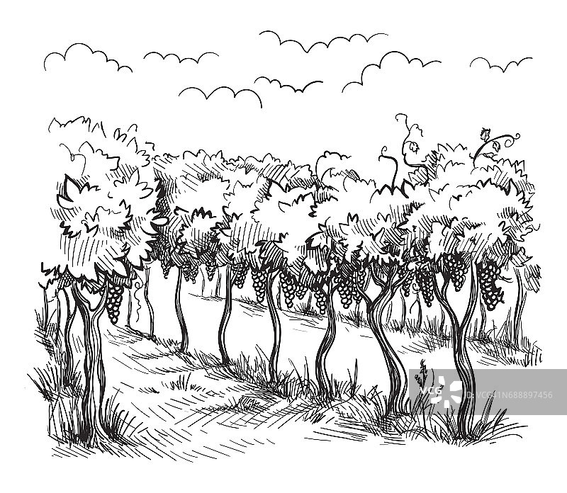葡萄园里的葡萄树图片素材
