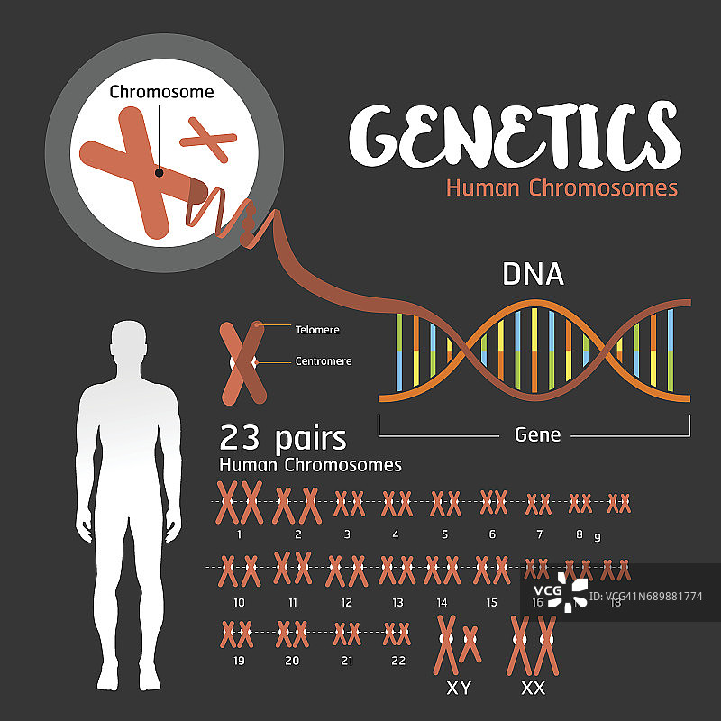 基因DNA结构图片素材